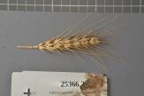 Click for 1 image(s) for this accession. Spike